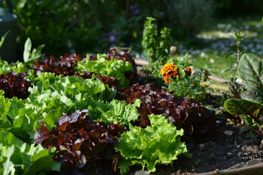 Gite Des Hortillonnages Camon  Exterior foto
